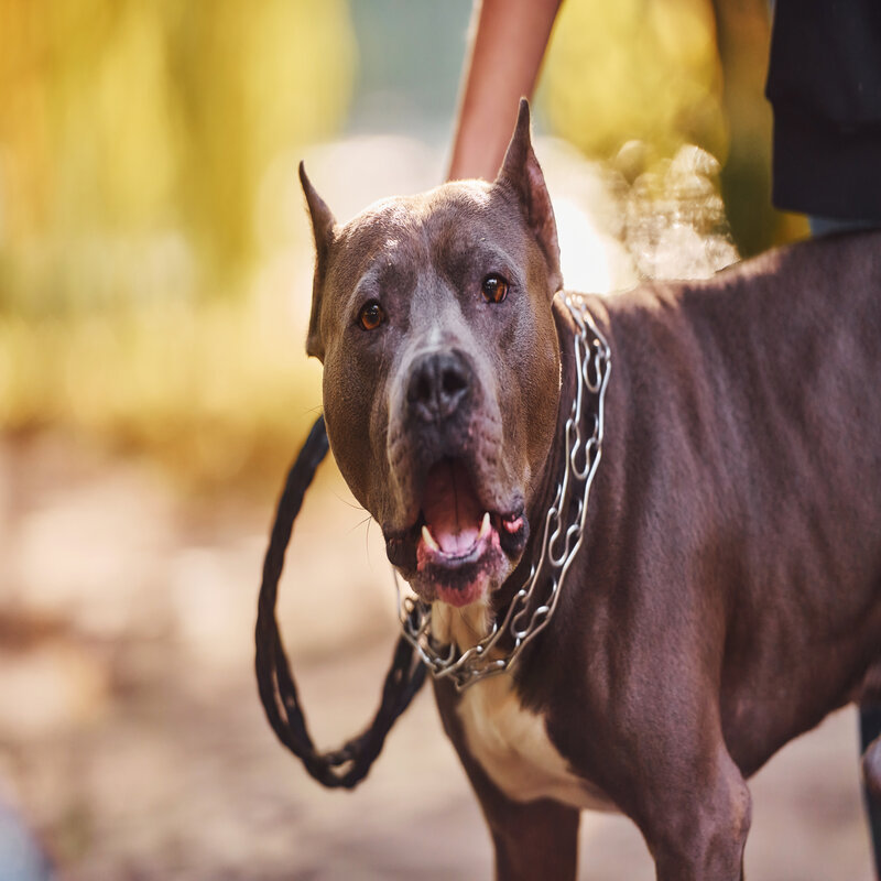The Brutality of Pit Bull Attacks: A Survivor's Perspective